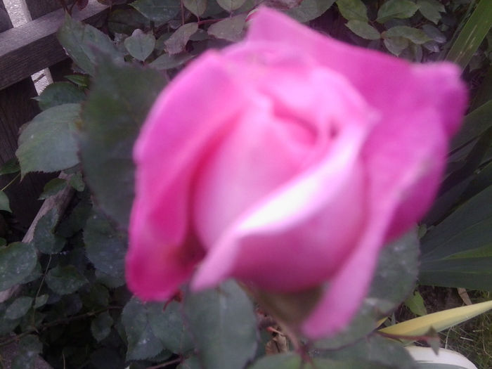 Fotografie0733 - flori de gradina2014