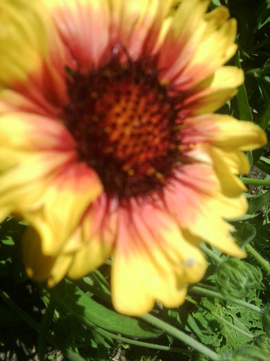 Fotografie0760 - flori de gradina2014