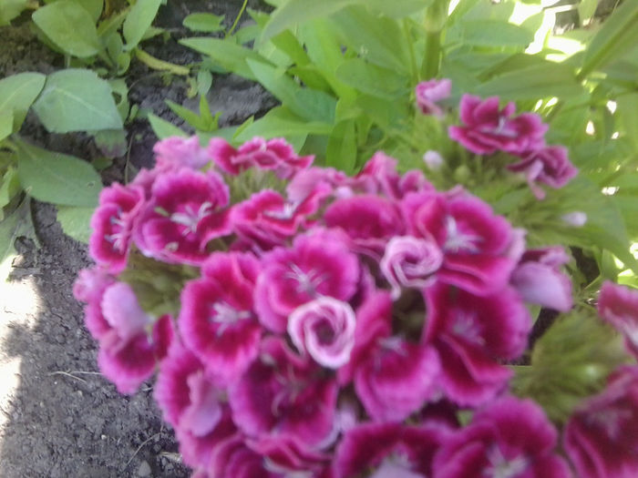 Fotografie0774 - flori de gradina2014