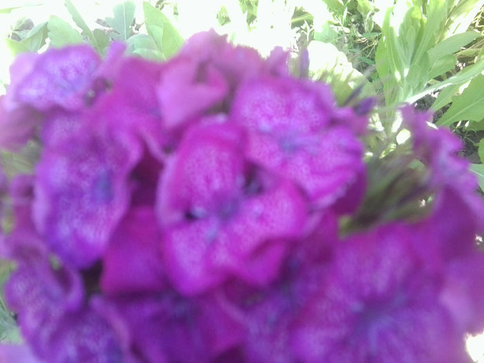 Fotografie0775 - flori de gradina2014