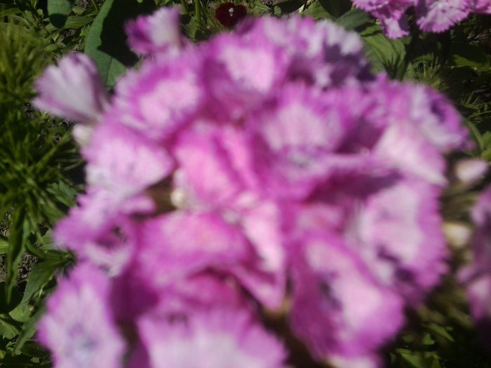 Fotografie0777 - flori de gradina2014