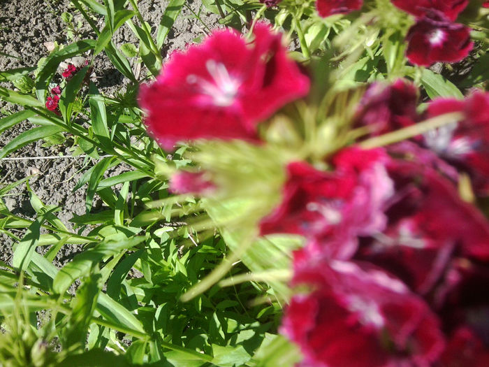 Fotografie0788 - flori de gradina2014
