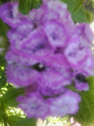 Fotografie0801 - flori de gradina2014