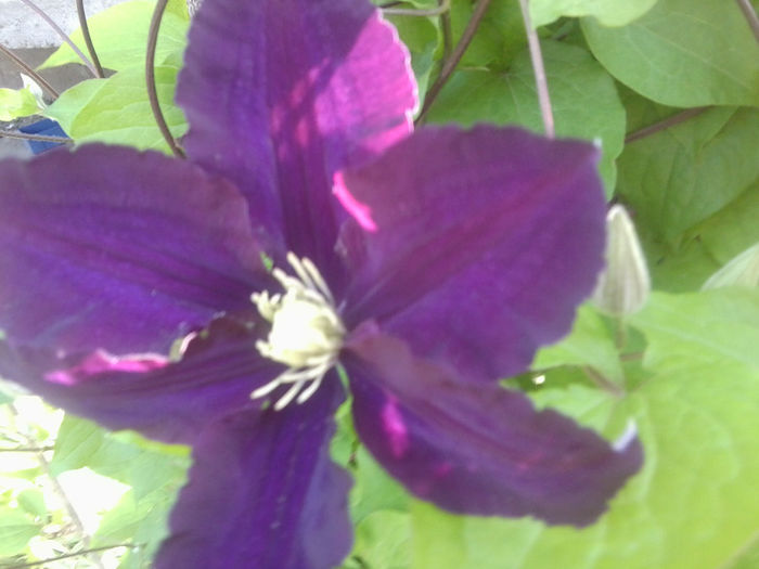 Fotografie0809 - flori de gradina2014