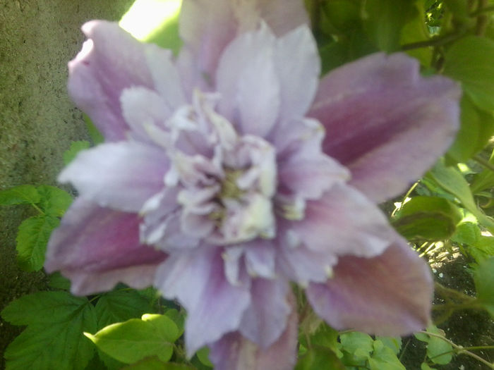 Fotografie0738 - clematite