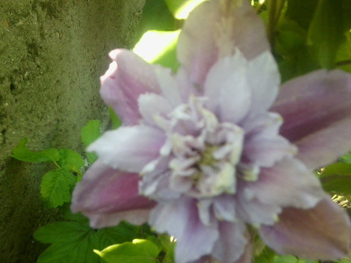 Fotografie0740 - clematite