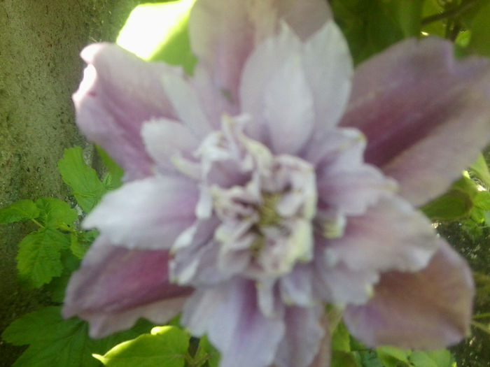 Fotografie0743 - clematite