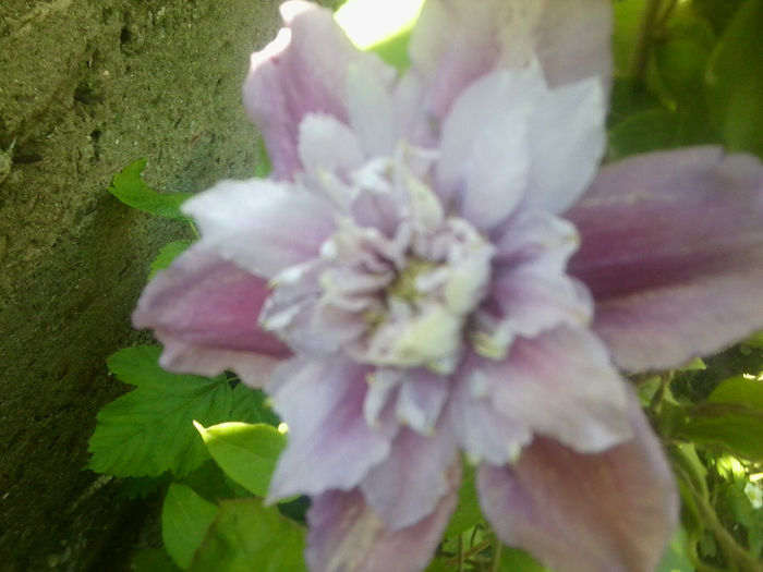 Fotografie0744 - clematite