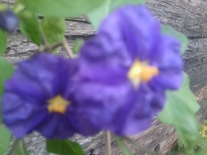 Fotografie0823 - flori de gradina2014