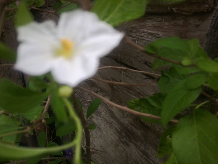 Fotografie0824 - flori de gradina2014