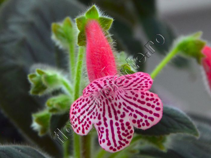 Kohleria Melodie (ni)