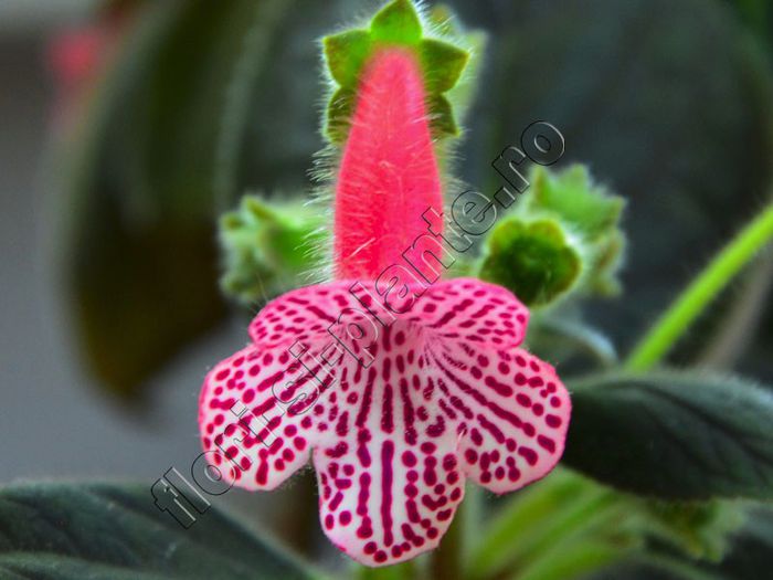 Kohleria Melodie (ni) - KOHLERIA II 2