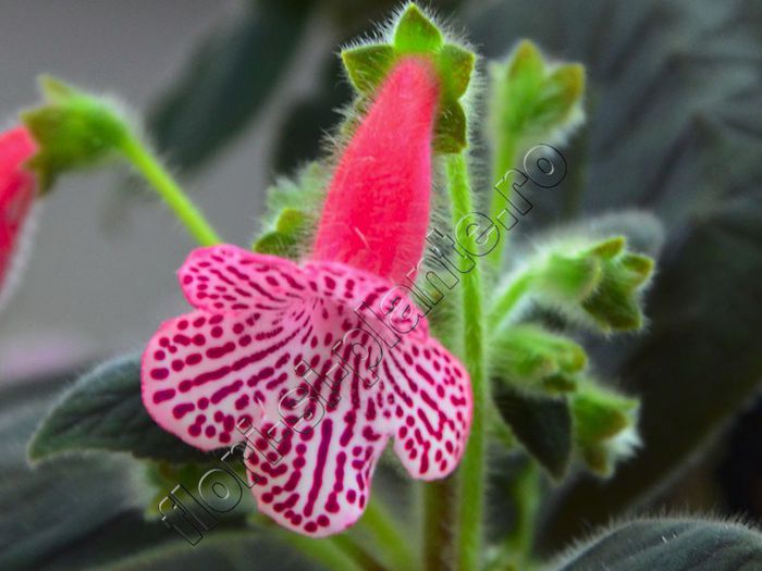 Kohleria Melodie (ni)