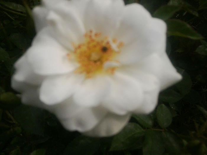 Fotografie0838 - flori de gradina2014