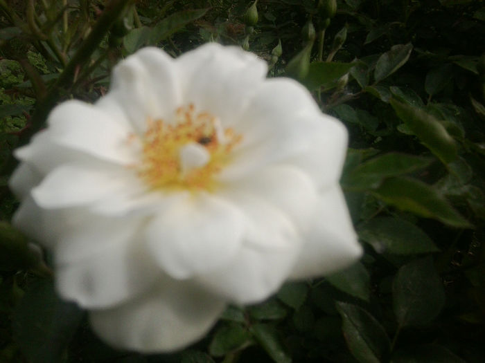 Fotografie0839 - flori de gradina2014
