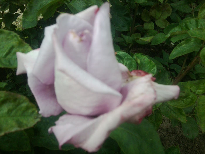 Fotografie0840 - flori de gradina2014