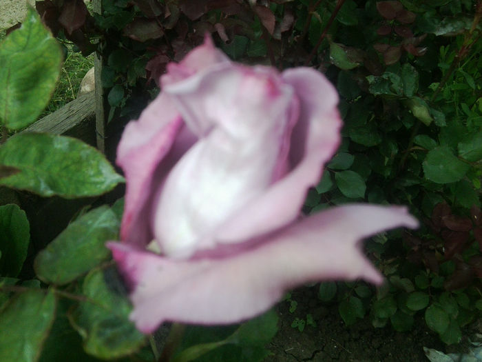 Fotografie0841 - flori de gradina2014