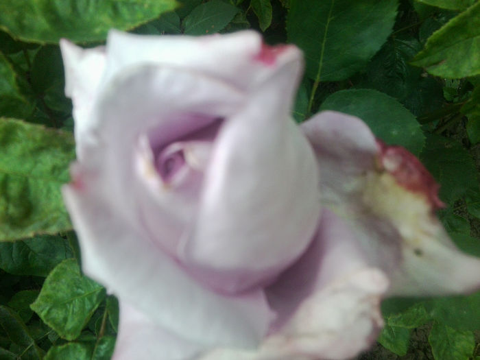 Fotografie0842 - flori de gradina2014