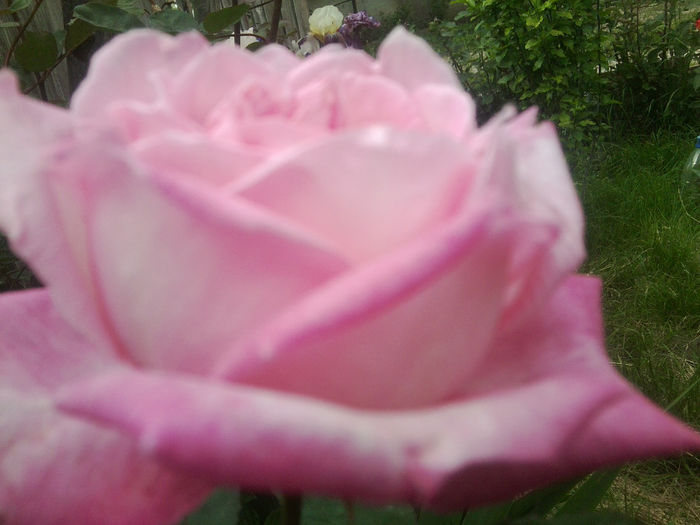 Fotografie0848 - flori de gradina2014