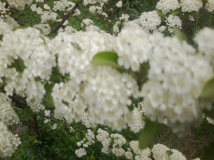 Fotografie0856 - flori de gradina2014