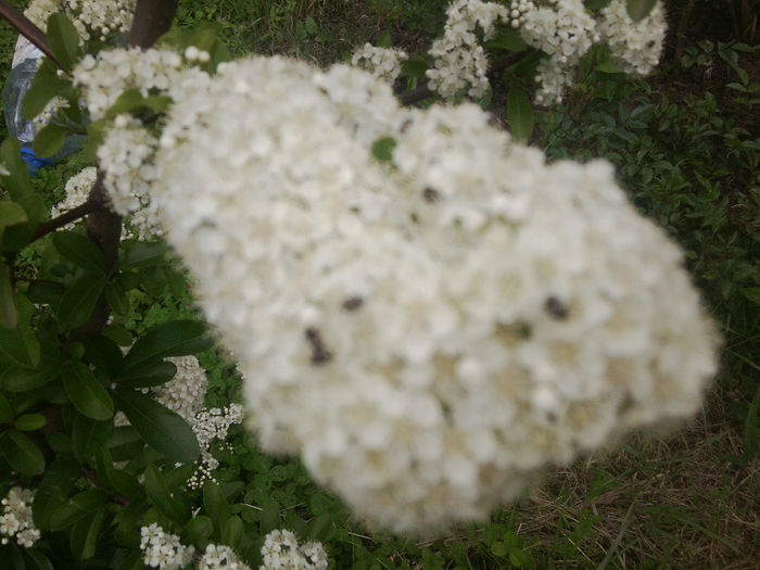 Fotografie0859 - flori de gradina2014
