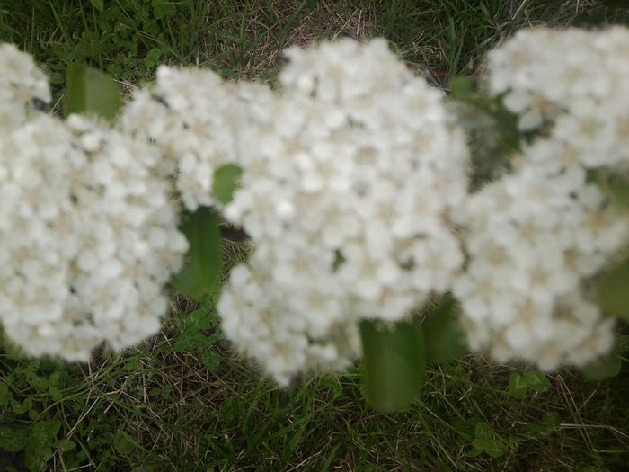 Fotografie0860 - flori de gradina2014