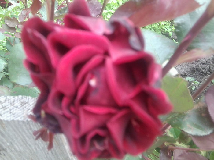Fotografie0831 - roze2014