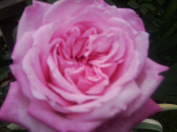 Fotografie0850 - roze2014