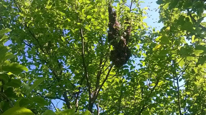 altAgRqqsVASY3KRoA0CzoPBeOwxfx-_Ry19xysriqf2APG