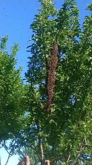 altAisqC6e5hj1QZ0vopKsCmiWhdlpCYlz1sDcCwD1pxA-C