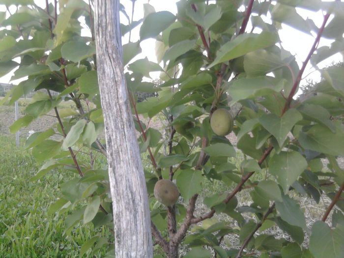 cais 2014; primele fructe...anul 3
