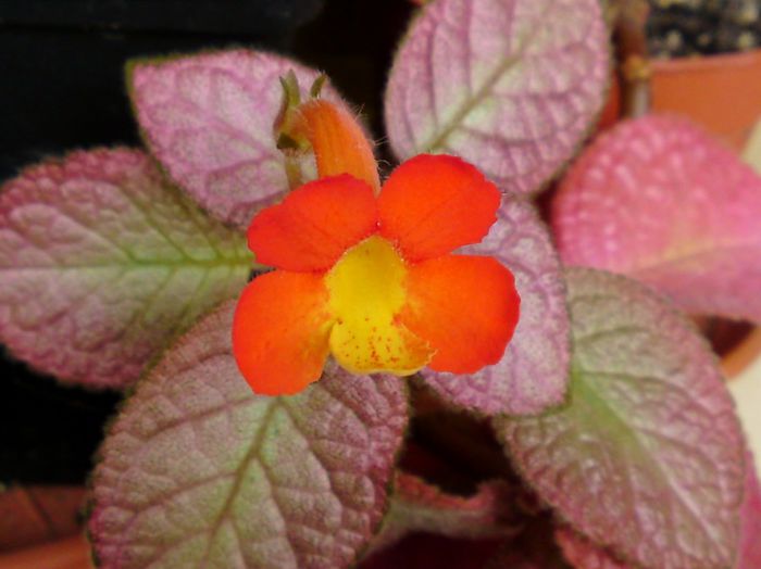 Strawberry Mist - Episcia