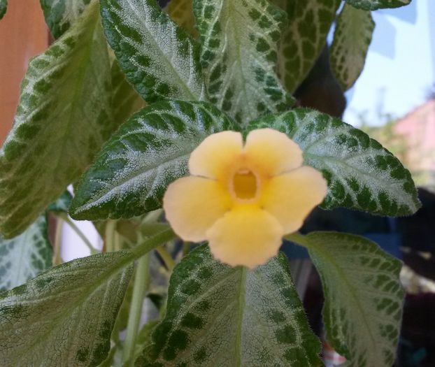 My Precious - Episcia