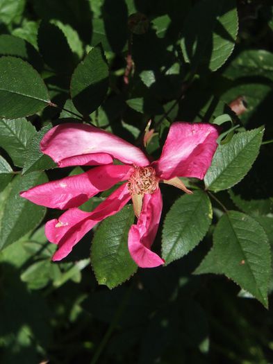 21.05.2014 - Rosa Chinensis Mutabilis