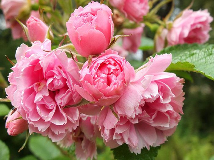 grootendoorst-rose-pink2 - Caut 2015-2016