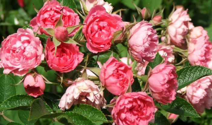 grootendoorst-rose-cluster