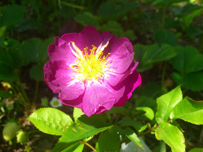 Veilchenblau_la pranz - TRANDAFIRI 2014