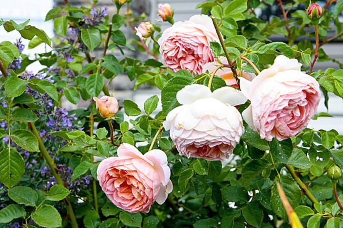 Abraham Darby - CAUTAT SI GASIT