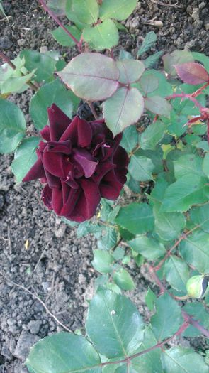 BURGUNDY ICE