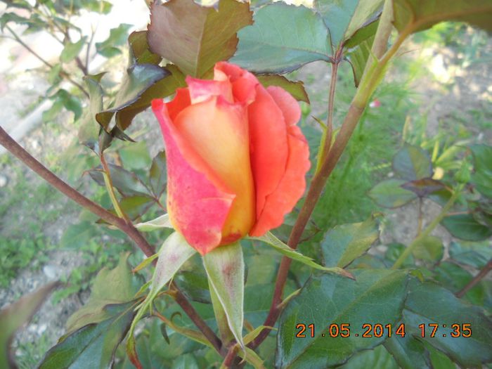 DSCN2854 - trandafiri