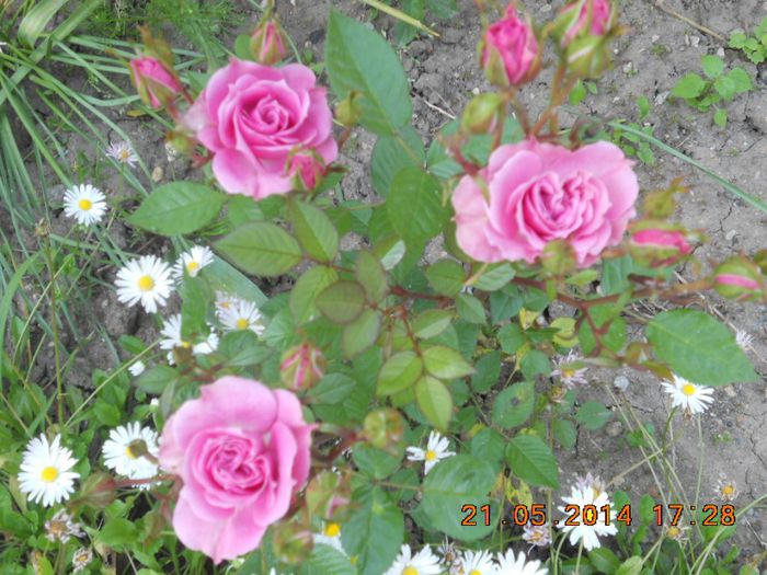 mov - mini roze