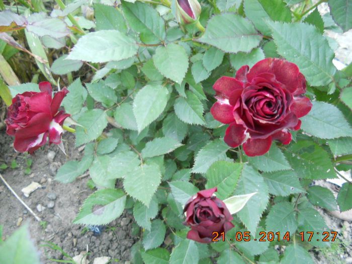 DSCN2832 - trandafiri