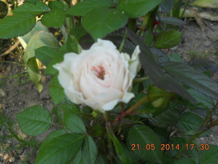 alb - trandafiri