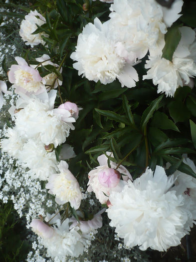 P1060775 - bujori 2014