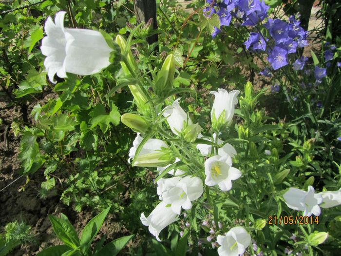 Campanula medium - Flori de gradina-2014 Primavara