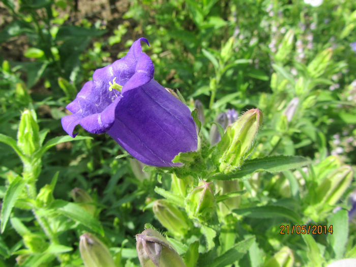Campanula medium - Flori de gradina-2014 Primavara