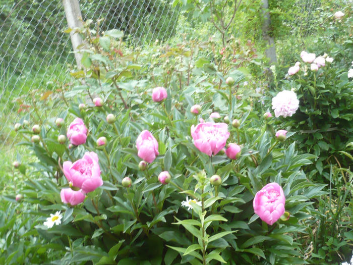 P1060781 - bujori 2014
