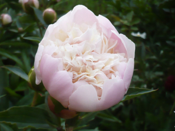 P1060785 - bujori 2014