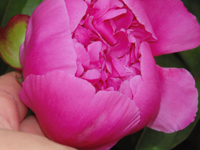 DSC02005 - Curtea si gradina