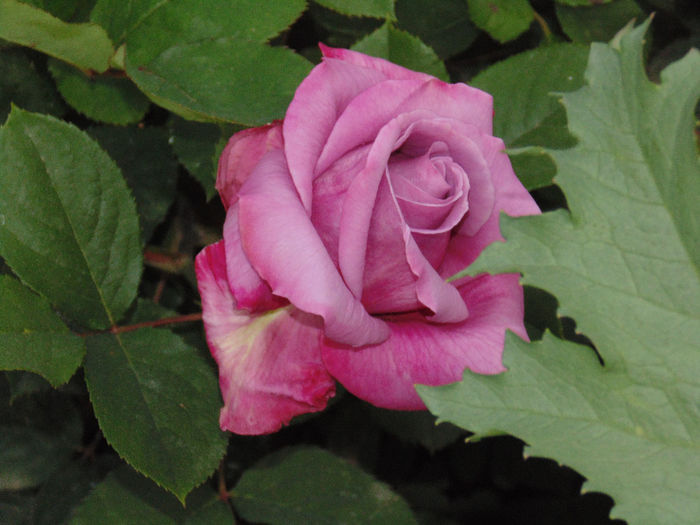 DSC02004 - Curtea si gradina